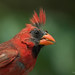 Donald Combs Photo 32