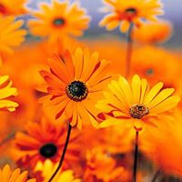 Cindy Neeley Photo 15