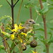 Glen Bird Photo 23