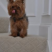 Michele Romano Photo 23