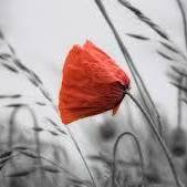 Tracey Bean Photo 15