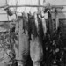 Francis Conklin Photo 2