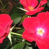 Marie Yoder Photo 24