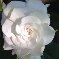 Marcia Ramirez Photo 33