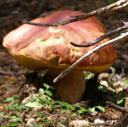 Steven Greer Photo 34