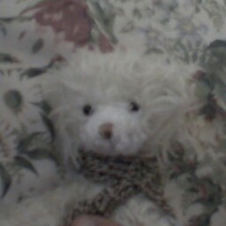 Julie Boyle Photo 16