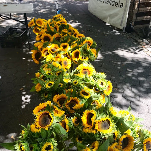 Julie Mccarthy Photo 29