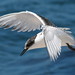 Tara Bird Photo 22