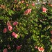 Lorraine Rose Photo 16