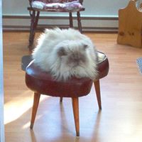 Phyllis Dyke Photo 7