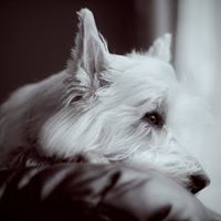 Geoffrey Nichols Photo 19