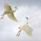 Stephen Meng Photo 9