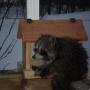 Deborah Wolfe Photo 43