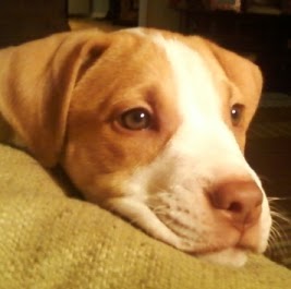 Debbie Meyers Photo 41