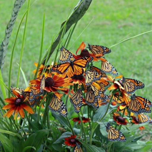 Ann Weaver Photo 26