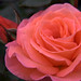 Harrison Valentine Photo 15