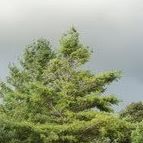 Douglas Withrow Photo 11