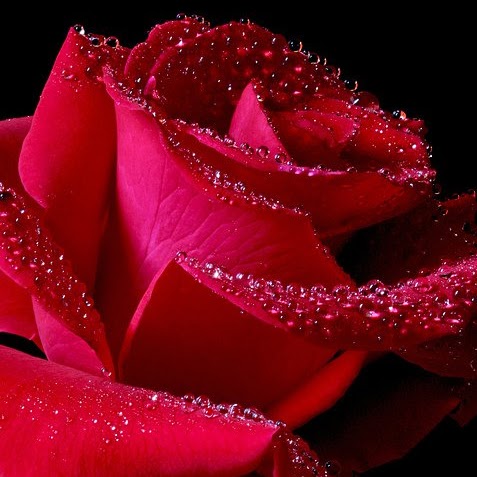 Tracey Rose Photo 34