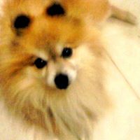 Robert Abbey Photo 11