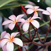 Tim Nguyen Photo 15 Tim Nguyen Photo 15