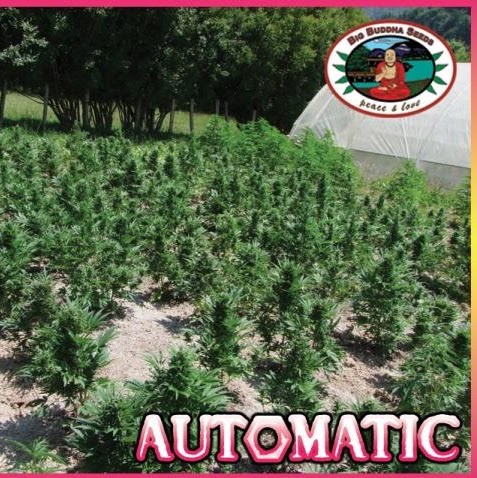 Duncan Cameron Photo 16