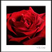Shari Rose Photo 5