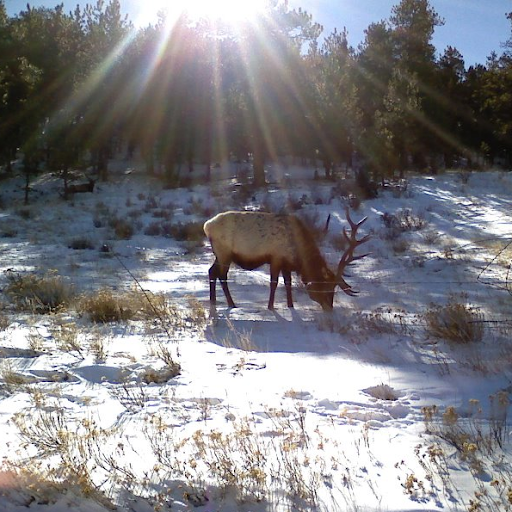 Carol Conklin Photo 32
