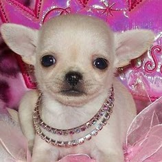 Shawna Lucas Photo 12