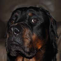 Patrick Dorr Photo 9