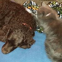 Laura Schwartz Photo 20