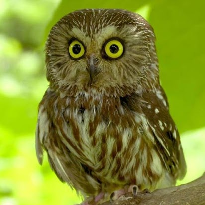 Sean Shields Photo 30