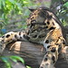 Steve Tai Photo 21