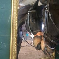 Kelly Willis Photo 12