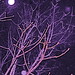 Audra Woods Photo 24