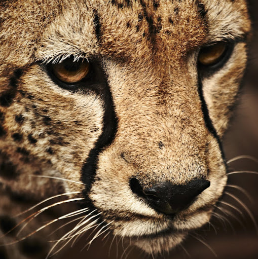 Travis Howard Photo 39