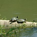 Charles Land Photo 33
