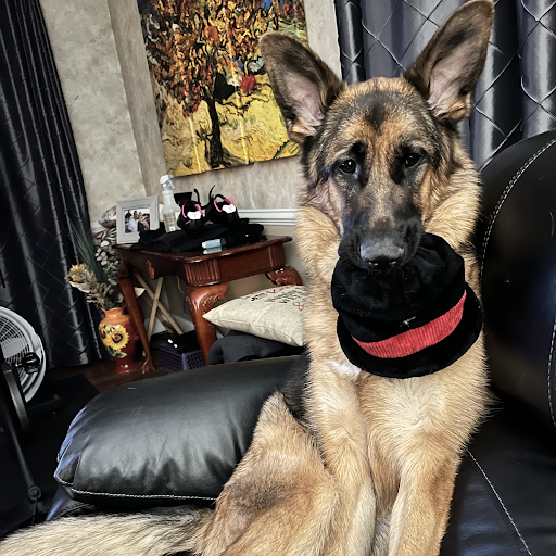 Traci Meier Photo 19