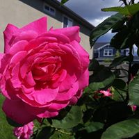 Jenifer Harper Photo 7