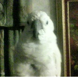 Patricia Devine Photo 5