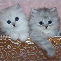 Margaret Cheek Photo 21