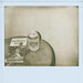 Patrick Tobin Photo 25