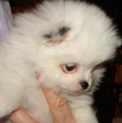 Bruce Monroe Photo 15