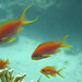 Marcia Fish Photo 18