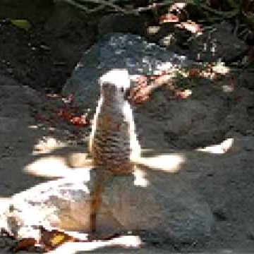 Sandy Robbins Photo 1