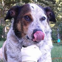 Robin Mclean Photo 35