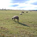 Tim Lamb Photo 17