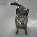 Lindsay Harris Photo 33