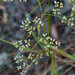 Rosemary Johnson Photo 28