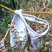 Ann Foret Photo 8