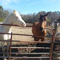 Debra Rojas Photo 11